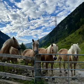 Bild von Gasthaus Häusling Alm