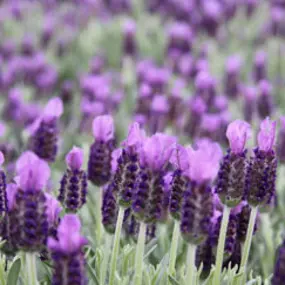 hagebaumarkt vom Grünhoff -  Blumen und Pflanzen