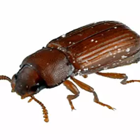 Käfer als Vorratsschädlinge