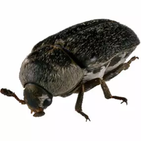 Käfer als Materialschädlinge
