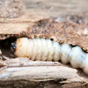 Holzwurmbekämpfung