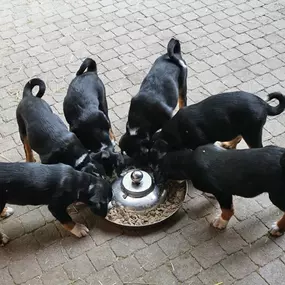 Bild von Tierarztpraxis Opher Berger AG