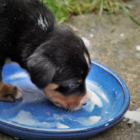 Bild von Tierarztpraxis Opher Berger AG