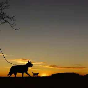 Bild von Tierarztpraxis Opher Berger AG