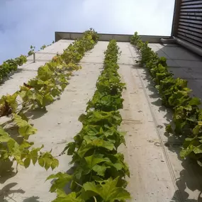 Bild von LEDER Garten- + Landschaftsbau