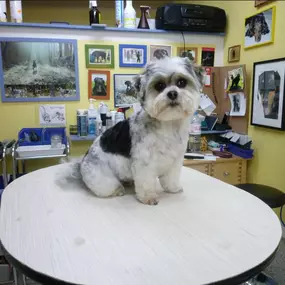 Bild von Hundesalon Pfiffikus