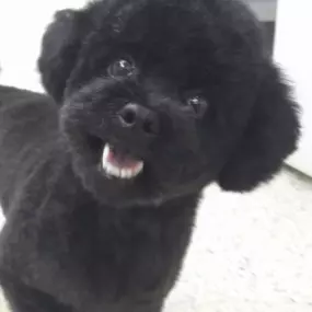 Bild von Hundesalon Pfiffikus