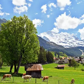 Wengen Tourismus