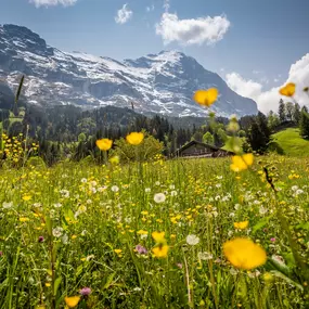 Der Eiger in der Frühlingssonne