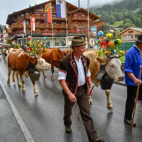 The cows comming down from the alps in autumn
