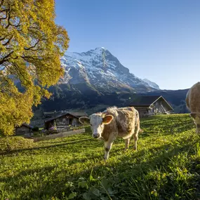 The Eiger in autumn colors