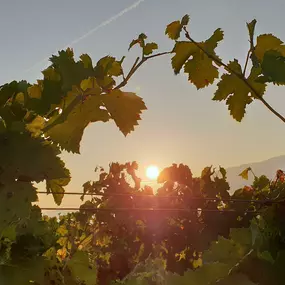 Bild von Domaine des Bonnettes - Vin Genève Suisse