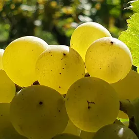 Bild von Domaine des Bonnettes - Vin Genève Suisse