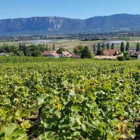 Bild von Domaine des Bonnettes - Vin Genève Suisse