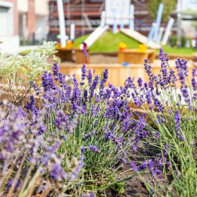 Pflanzen, Lavendel, Garten. pme Familienservice Lernwelten Kita Kinderbetreuungseinrichtung Eltern und Kind