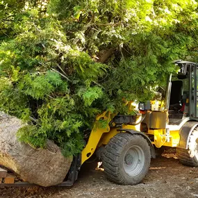 Bild von Scheuner Gartenbau AG