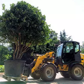 Bild von Scheuner Gartenbau AG