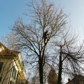 Bild von Scheuner Gartenbau AG