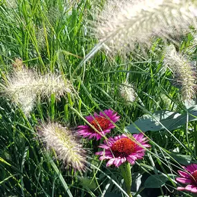 Bild von Scheuner Gartenbau AG