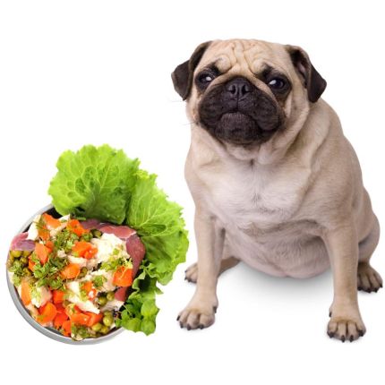 Logo de Ernährungsberater für Hunde