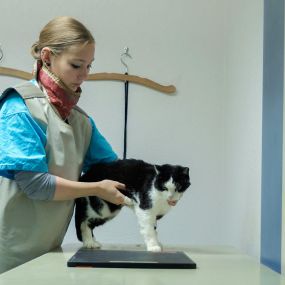 Bild von Tierarztpraxis Rösslimatte GmbH