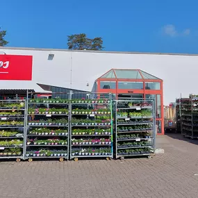 Bild von Thomas Philipps Neustrelitz