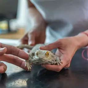 Bild von Tierklinik Rhenus AG