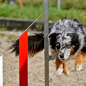 Bild von Tierklinik Rhenus AG