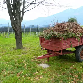 Bild von CANTINA IL CAVALIERE SA