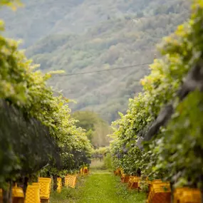 Bild von CANTINA IL CAVALIERE SA