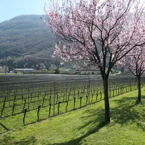 Bild von CANTINA IL CAVALIERE SA