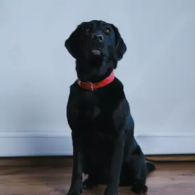 Bürohund Mia - AXA Agentur Kreidel & Scharff oHG - Kfz-Versicherung in Koblenz
