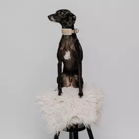 Bürohund Vito - DBV Deutsche Beamtenversicherung David Bauer in Dortmund - Beamtenversicherung in Dortmund