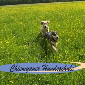 Bild von Chiemgauer Hundeschule