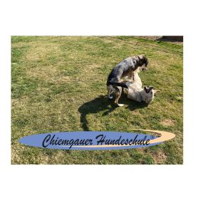 Bild von Chiemgauer Hundeschule