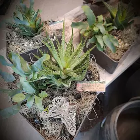 Blumen Eva St. Johann in 6380 Sankt Johann in Tirol