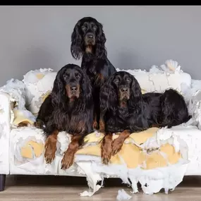 Drei Hunde