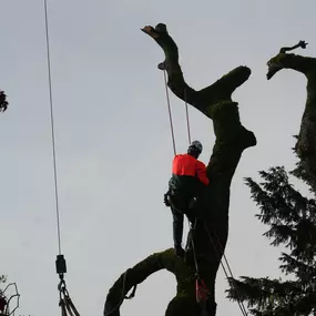 Bild von Garten- & Landschaftsgestaltung - Sven Wessig