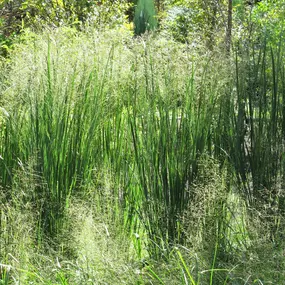 Grasland Gärtnerei, Bergheim, Gräser