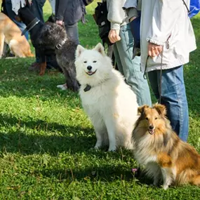 Bild von Seidler's Hundeschule