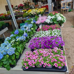 Bild von Ingo Salzmann Blumen und Mehr