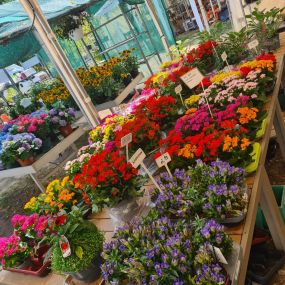 Bild von Ingo Salzmann Blumen und Mehr