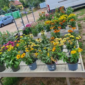 Bild von Ingo Salzmann Blumen und Mehr