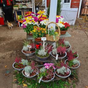 Bild von Ingo Salzmann Blumen und Mehr