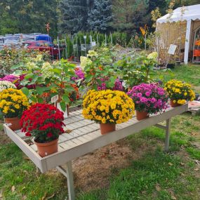 Bild von Ingo Salzmann Blumen und Mehr