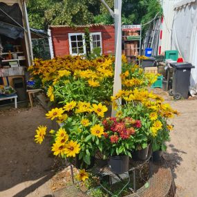 Bild von Ingo Salzmann Blumen und Mehr