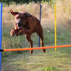 Bild von Black Dog Inh. Nadine Schwarz