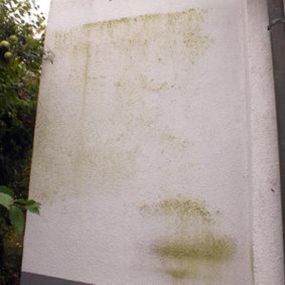 Bild von Grün-Exx-Pur Fassadenreinigung