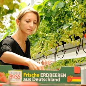 Bild von Boss Fritz Frucht-Gemüse