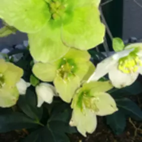 Bild von Apotheke Zum Auge Gottes Mag. G. Libowitzky KG